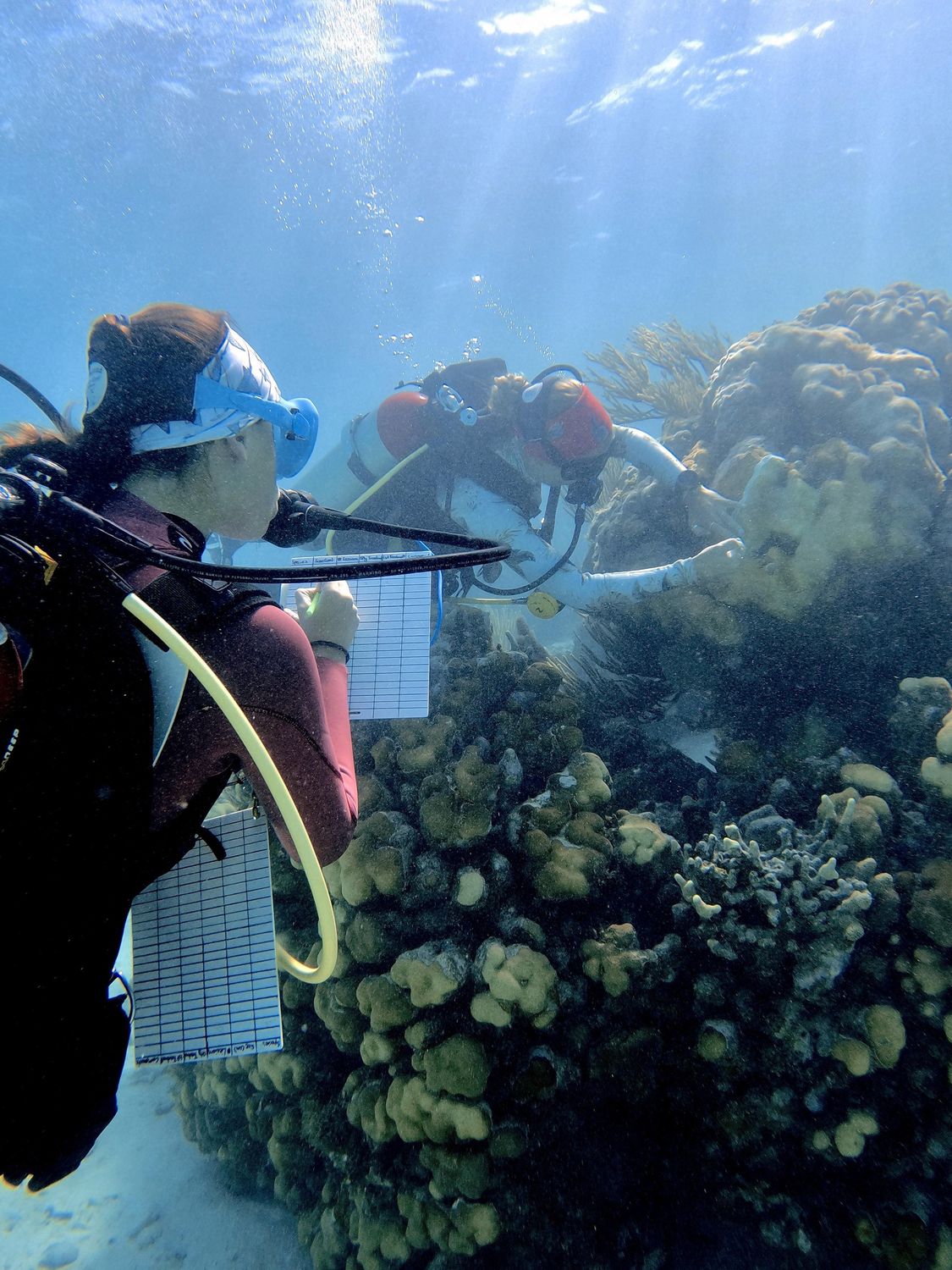Beyond The Reef diver recording coral health data underwater