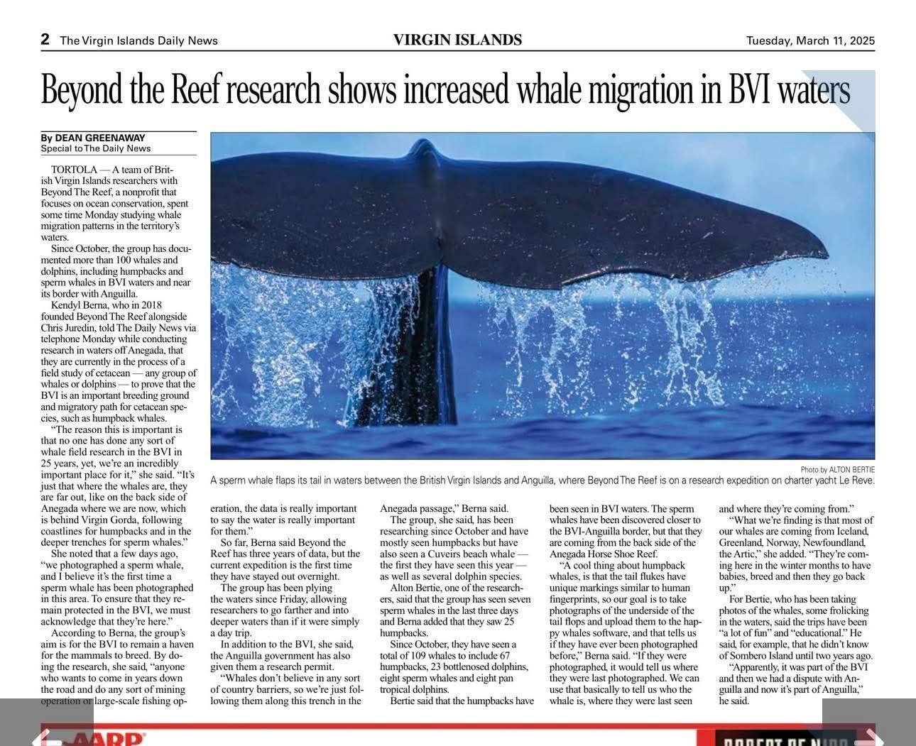 Virgin Islands Daily News feature on Beyond The Reef's whale migration research