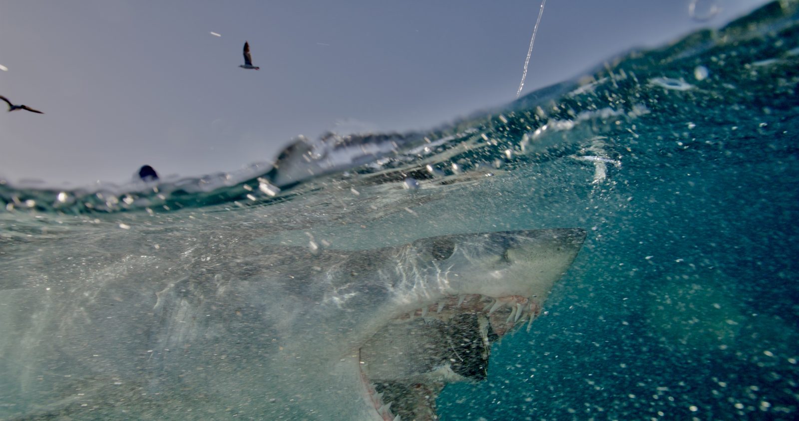 Filming at sea for Shark Week