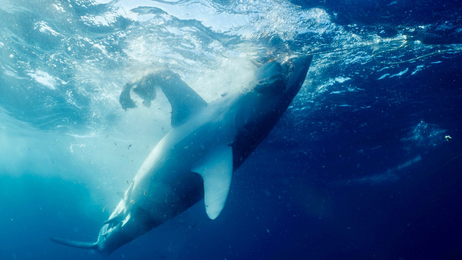 A shark filmed underwater for Shark Week